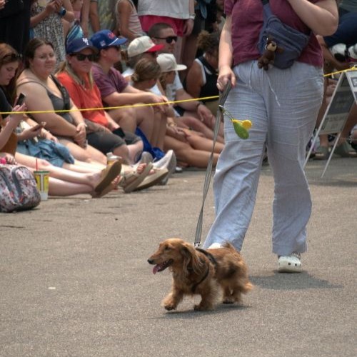 Hot Dog Race